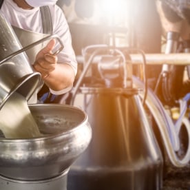 Farmer pouring raw milk into container with milking machine milking in dairy farm.