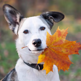 Fall Puns