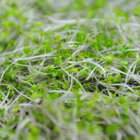 Broccoli sprouts have been recalled.