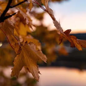 Golden Autumn Leaves against a Pastel Sky