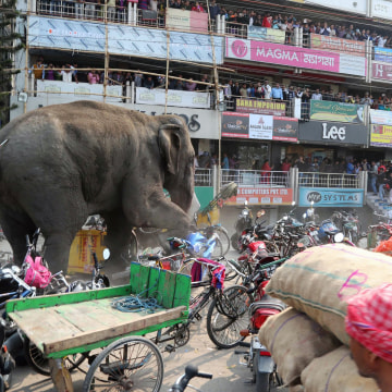 Image: Bystanders watch as a wild elephant struck with a tranquilizer dart in its back side walks along a street in Siliguri