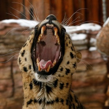 Image: Kirin, a seven-year-old male Amur (Far Eastern) leopard, yawns inside an open-air cage at the Royev Ruchey zoo in Krasnoyarsk