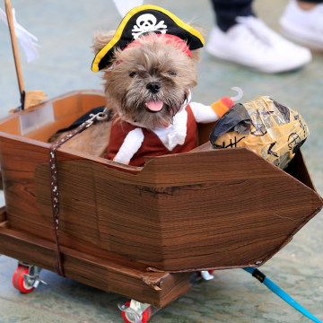 Image: Terrier puppy wears a pirate costume during 'A Petrifiying Trail Pet' costume party at a mall in Pasay city