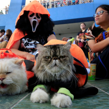 Image: A pet owner wears a Halloween mask with her Persian cats as they take part in a 'A Petrifiying Trail Pet' costume party at a mall in Pasay city