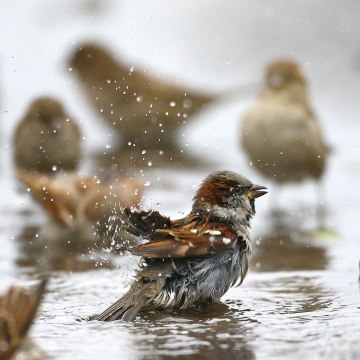 Image: Sparrows wash themselves and drink water from a puddle in the village of Vits