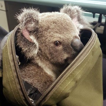 Image: Queensland Police Service find male joey koala while arresting a woman south of Brisbane, Queensland