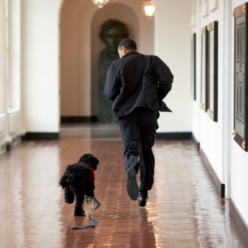 Image: Barack Obama, Bo