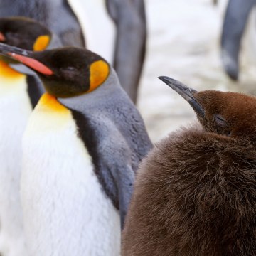A young king penguin stands in an enclosure at Zurich's Zoo in Zurich