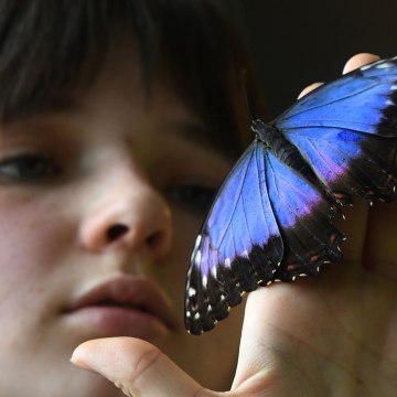 A girl looks on a butterfly sitting on her hand during an exhibition of tropical butterflies at the botanical garden April 9, 2017 in Prague.