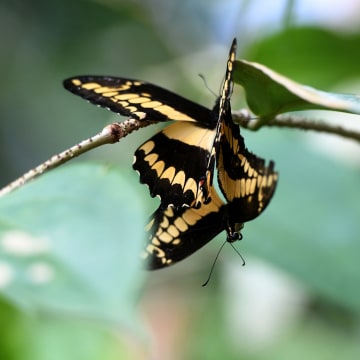 Two butterflies sit on a twig at an exhibition of tropical butterflies at the botanical garden April 9, 2017 in Prague.