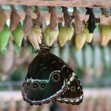 A butterfly comes out of its cocoon at an exhibition of tropical butterflies at the botanical garden April 9, 2017 in Prague.