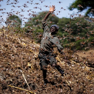 Image: Stephen Mudoga, 12, the son of a farmer, chases away a swarm of locusts on his farm