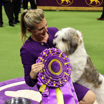 The winner of Best in Show at the 147th Westminster Kennel Club dog show, a Petit Basset Griffon Vend?en named Buddy Holly. The PBGV is the first of his rare breed ever to win at Westminster, besting a field of more than 2,500 dogs. on May 09, 2023 in Ne