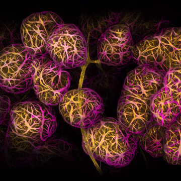 breast tissue showing contractile myoepithelial cells wrapped around milk producing alveoli.