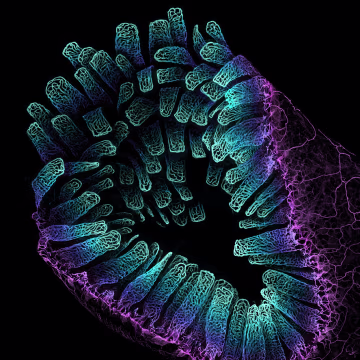 blood vessel networks in the intestine of an adult mouse