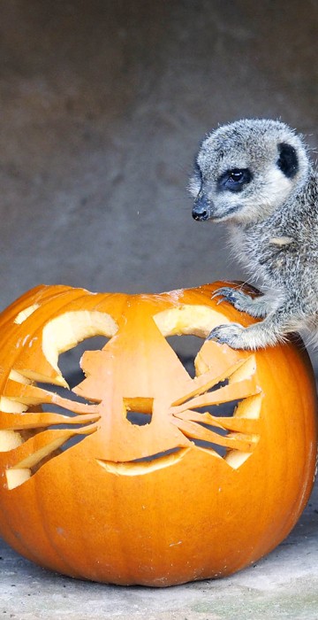 Image: Meerkats Celebrate Halloween at Whipsnade Zoo