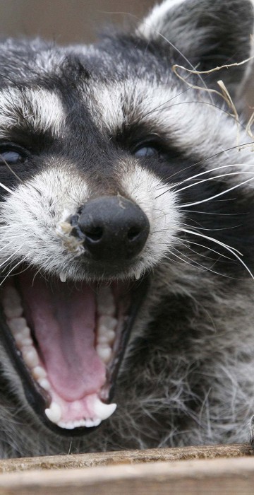 Image: Masha, a female raccoon, yawns in her wooden refuge inside an open-air cage where she hibernates at the Royev Ruchey zoo in Krasnoyarsk