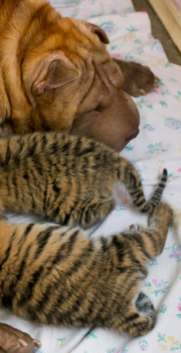 Do These Photographs Show a Tiger Nursing Piglets?