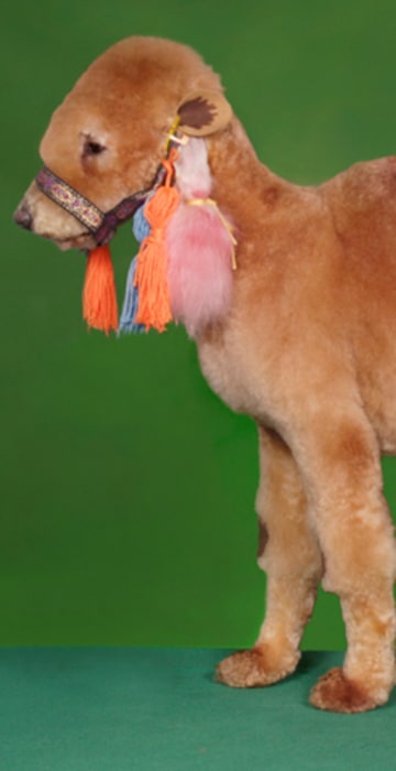 Image: Camel or poodle?