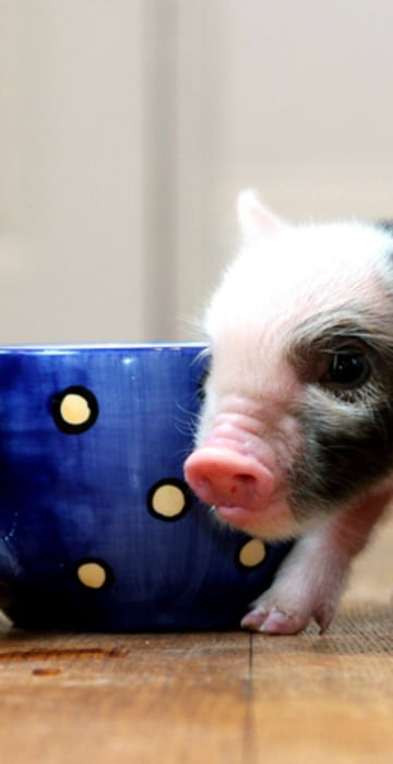 Image: Teacup pigs are new craze