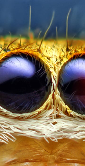 Image: Female Jumping Spider