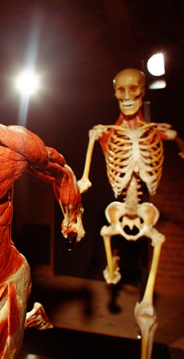 Image: Controversial Body Worlds Exhibition