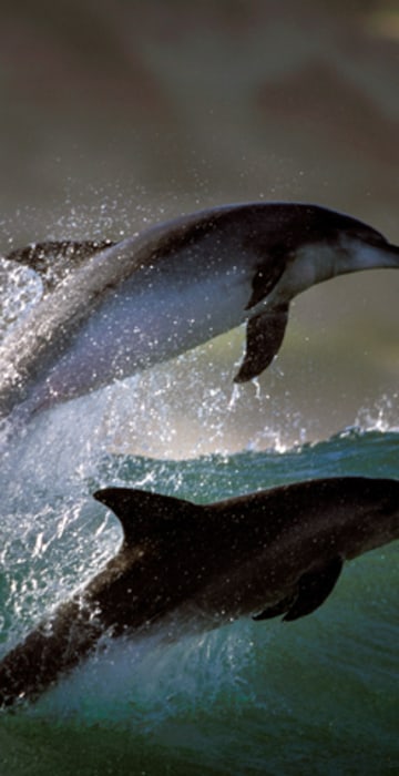 Image: Dolphins photographed by Greg Huglin