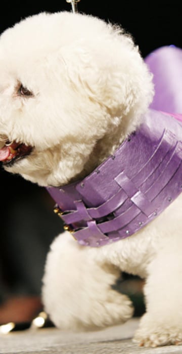 Designer Inspired Couture Pet Harness Dress with a Satin print. 