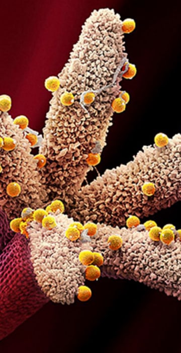 Image: Geranium pollen