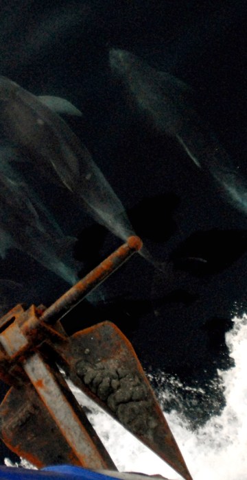 Wildlife threatened by oil