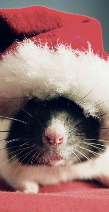Rat race to cuteness