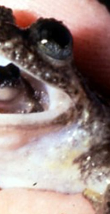 Top 10 ‘lost’ amphibians