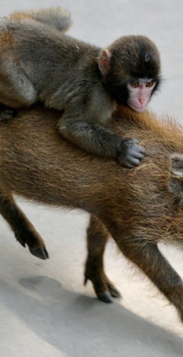 Image: A baby monkey named Miwa hangs on to a b