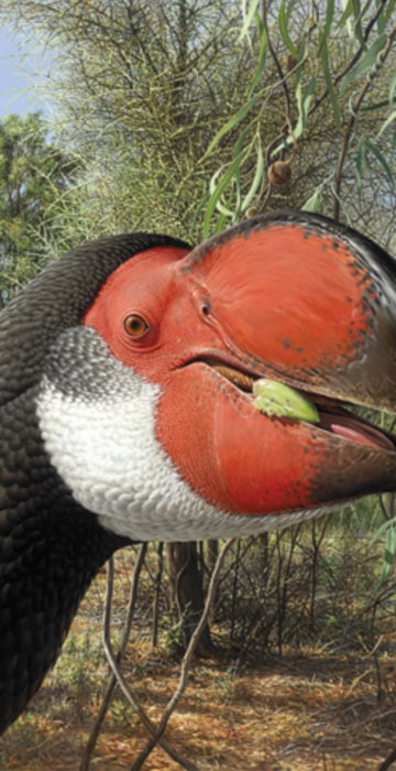 Image: Illustration of giant dromornithid birds known as Dromornis stirtoni