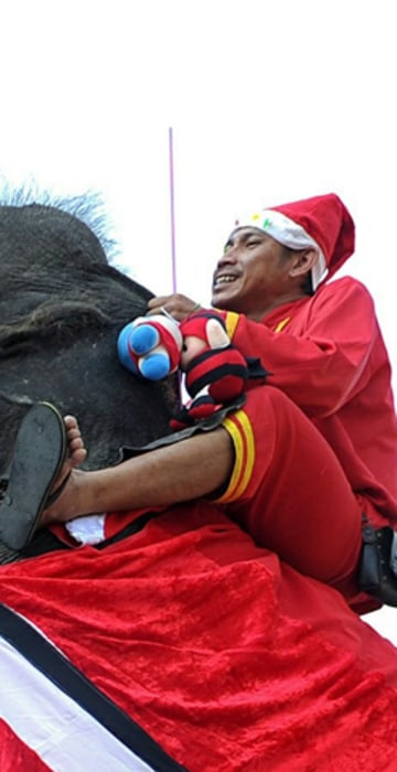 Image: An elephant dressed in a Santa Claus cos