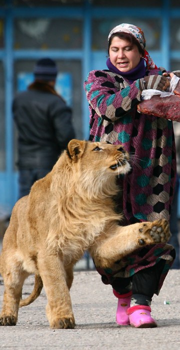 Image: Zukhro, an employee of the city zoo, walks with Vadik, a 18-month-old male lion, on the territory of the zoo in the capital Dushanbe