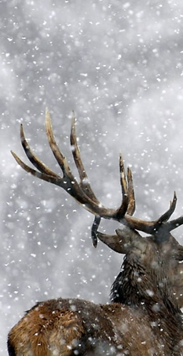 Image: A deer is seen during a snowfall at Studley Royal
