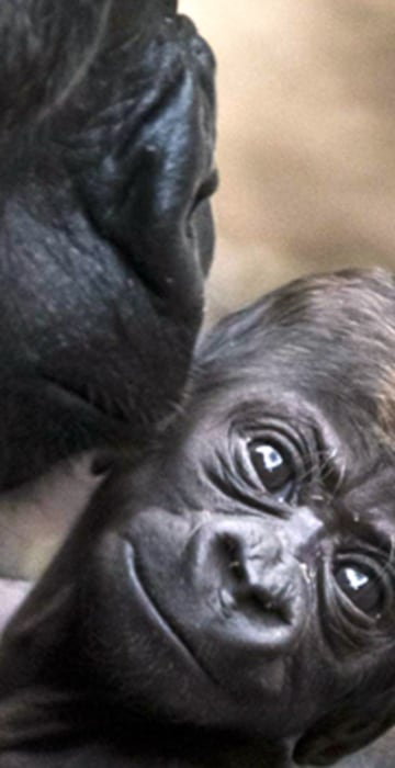 Image: Gorilla mother Dian holds her baby Quemb