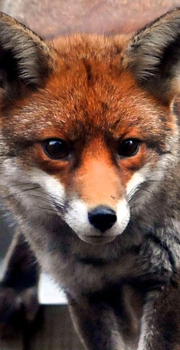 Image: Urban Fox In West London