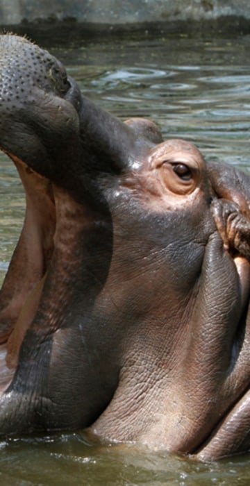 Image: Hippopotamuses cool off in a pond at a zoo on a hot day in New Delhi