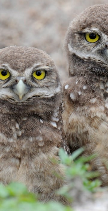Image: Four-week-old Florida Burrowing Owlets stand in their nest at a local park in Miami