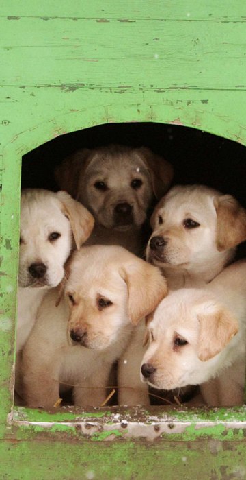 Image: Puppies sit in kennel at a frontier guards' cynology centre near the town of Smorgon