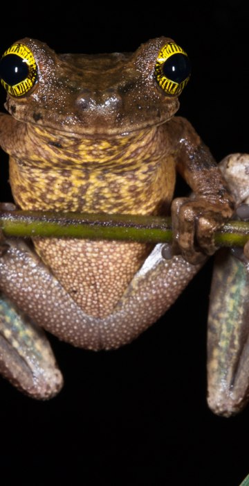 Ecuador Slender-legged Treefrog