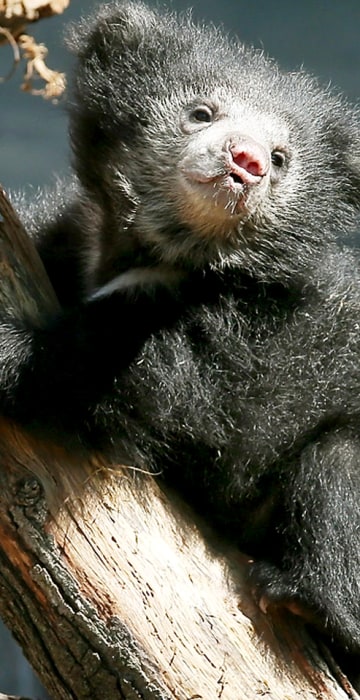 Image: Sloth Bear Cubs Make Public Debut At Chicago's Brookfield Zoo