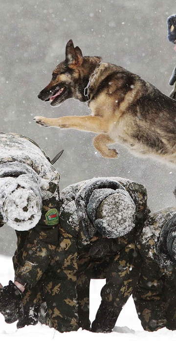 Image: A Belarussian military instructor trains her dog in a frontier guards' cynology centre near the town of Smorgon