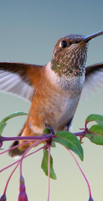 Image: Oregon Hummingbird