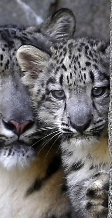 Image: A three month old snow leopard cub and his mother Sarani are seen at the Brookfield Zoo in Brookfield