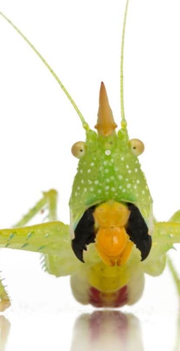 Image: Conehead katydid of Suriname