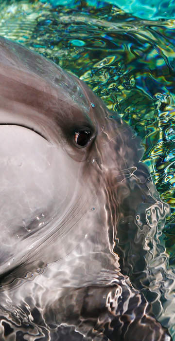 Image: Singapore Marine Life Park Dolphin Island
