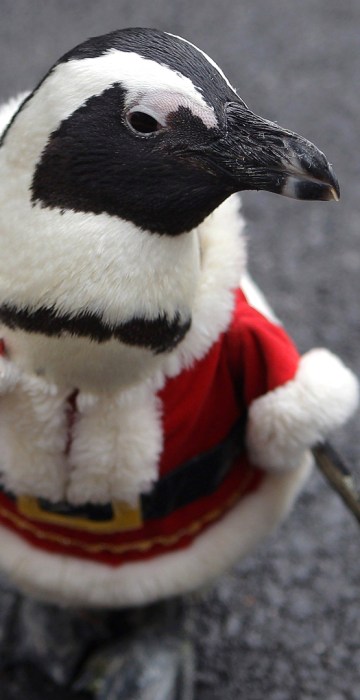 Image: Penguins Dress As Santa Claus At Everland